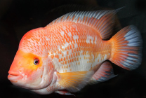 Cichlasoma citrinellum XXL