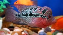 Cichlasoma flowerhorn