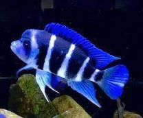 Cyphotilapia gibberosa blue zaire moba