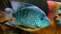 Cichlasoma carpinte XL