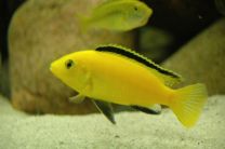 Labidochromis caeruleus L