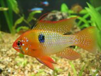 Mikrogeophagus ramirezi gold