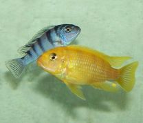 Pseudotropheus lombardoi 