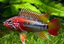 Apistogramma sp. viejeta II