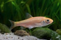 Leuciscus Idus orfus - roosa säinas 12-15 cm
