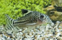 Corydoras trilineatus