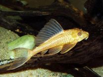 Hypostomus plecostomus gold L