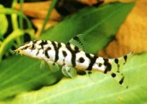 Botia lohachata