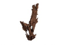 Mangroovi juurikas ca 150cm tk