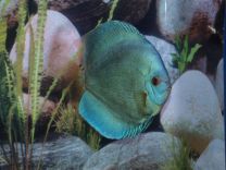 Discus Blue Diamond 8cm