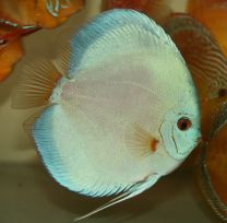Discus Texel Blue Diamond M