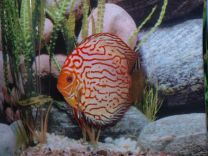 Discus Pigeon Blood blue 8cm