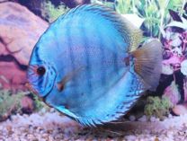 Discus Cobalt 8cm