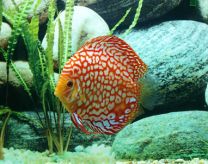 Discus Checkerboard M