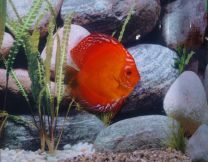 Discus Marlboro Red L
