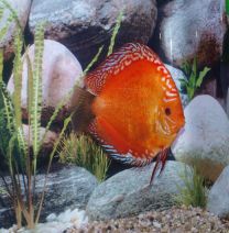 Discus Marlboro Red M