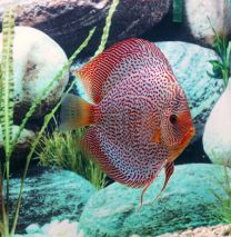 Discus Leopard Snake Skin 10cm