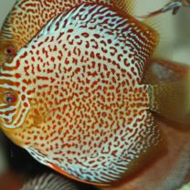 Discus Texel Ring Leopard M