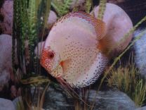 Discus Pigeon Blood Silver 10cm