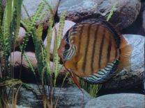 Discus Santarem 10cm