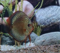 Discus Snake skin blue S