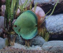 Discus Solid Turquoise 10cm