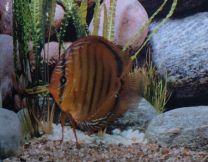 Discus Alenquer 10cm