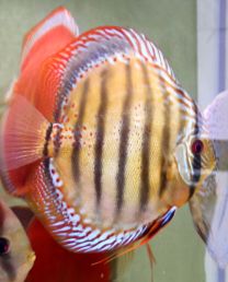 Discus Texel Alenquer S