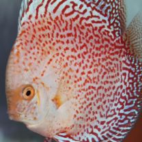 Discus Texel Leopard snow white L