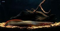 Mastacembelus erythrotaenia