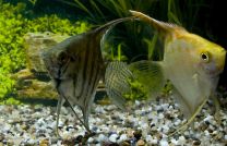 Pterophyllum scalare mix M