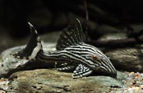 Panaque cf. nigrolineatus XL