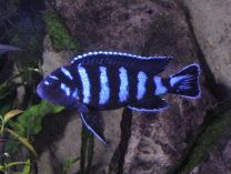 Pseudotropheus demasoni
