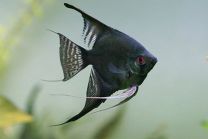 Pterophyllum Scalare must