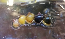 Ampullaria sp mix XS