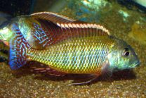 Lethrinops Albus kande island