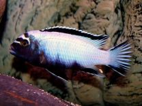 Pseudotropheus Membe deep