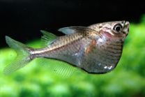 Carnegiella marthae