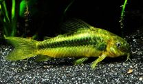 Corydoras green laser sp. CW009