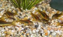 Corydoras aeneus peru gold strip 4-5cm