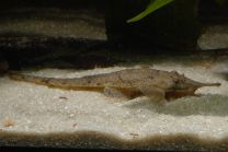 Hemiodontichthys acipenserinus