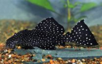 Leporacanthicus galaxias L240