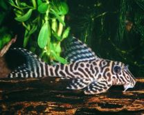 Hypancistrus sp L066