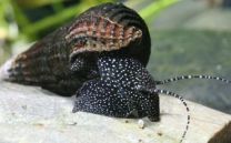 Tylomelania patriarchalis