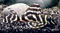 Hypancistrus furunculus L199