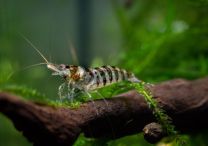 Caridina babaulti stripes