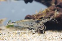 Caridina Multidentata XL - amano japonica krevett