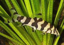 Botia histrionica