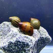 Neritina sp. (erinevad)