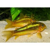 Corydoras gold laser sp. CW010
